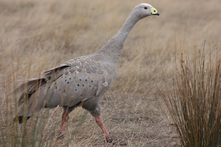 Cape Barren Goose - Rémi Bigonneau