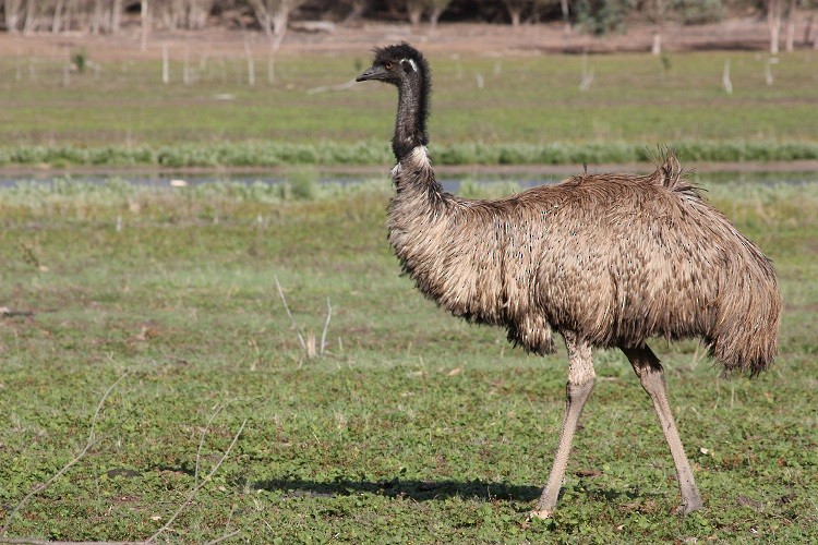 Emu - Rémi Bigonneau