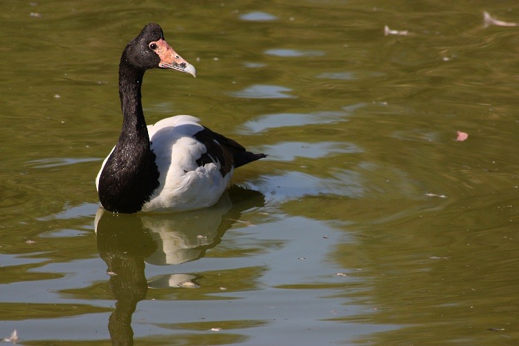 Magpie Goose - Rémi Bigonneau