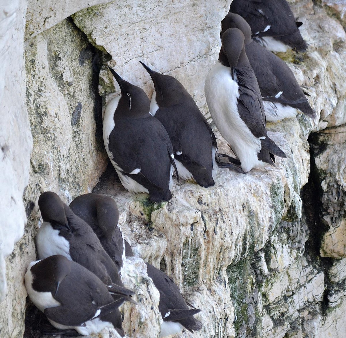 Common Murre - A Emmerson