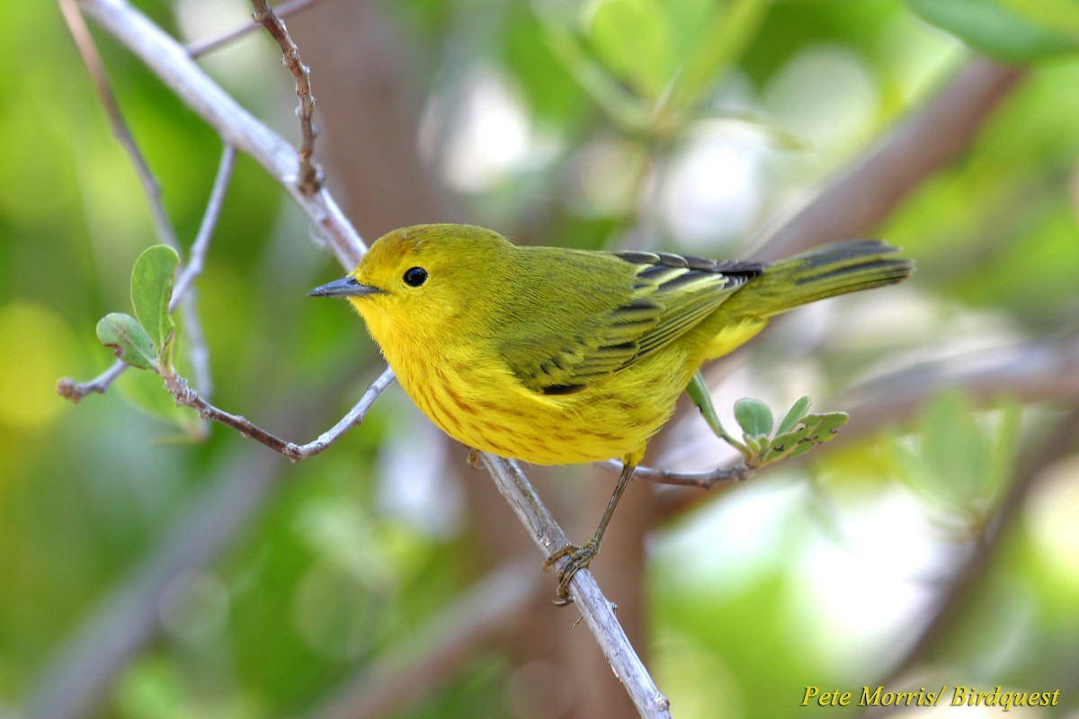 Yellow Warbler (Golden) - Pete Morris