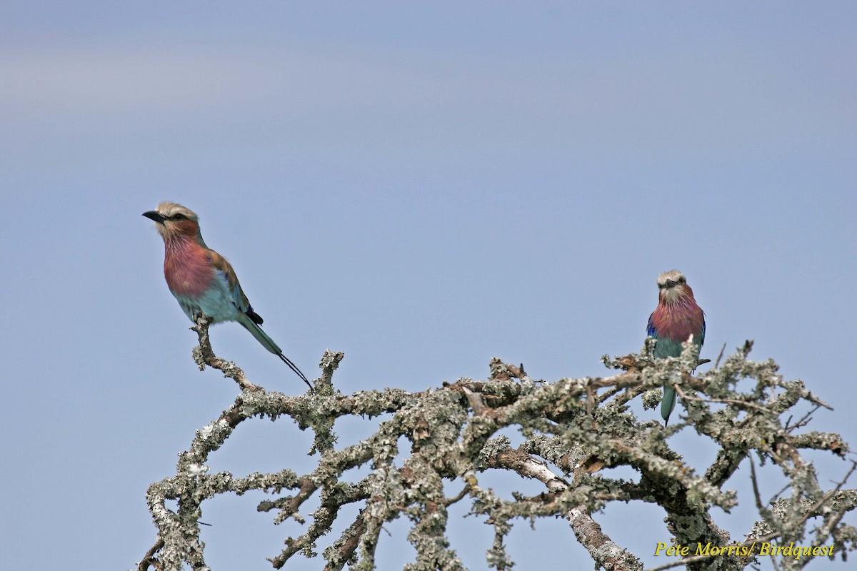 Lilac-breasted Roller - Pete Morris