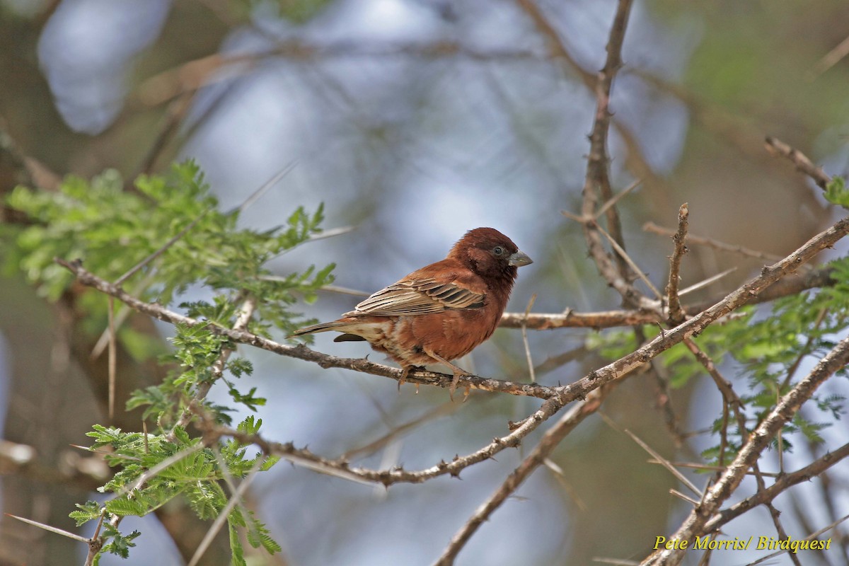 Chestnut Sparrow - Pete Morris