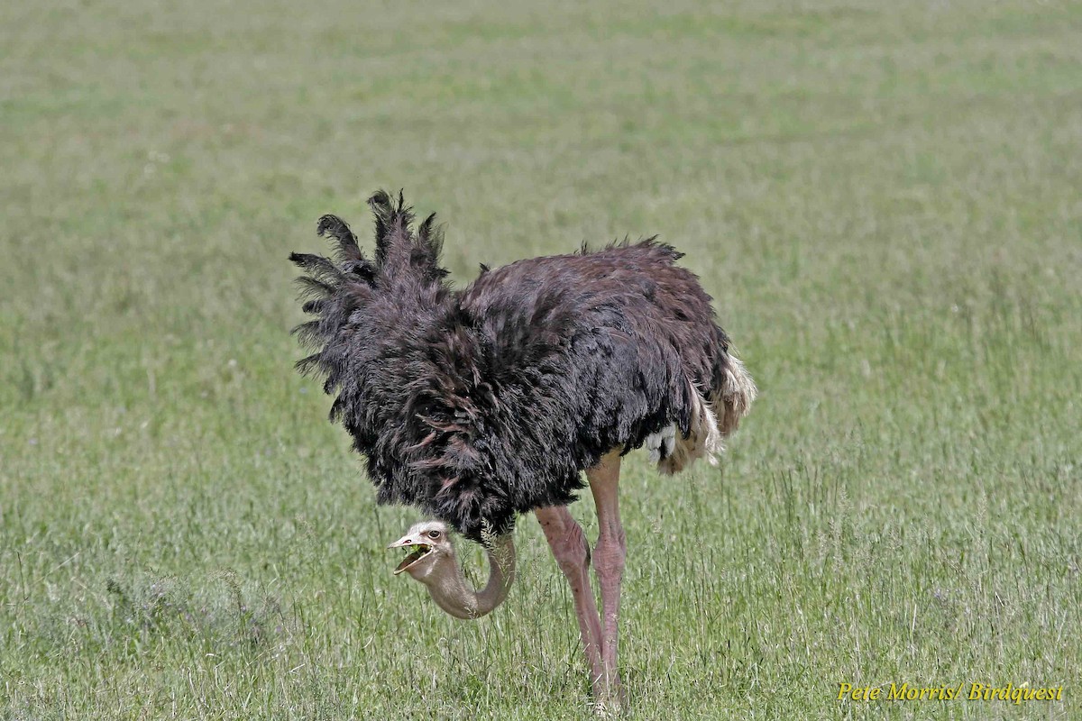Common Ostrich - Pete Morris