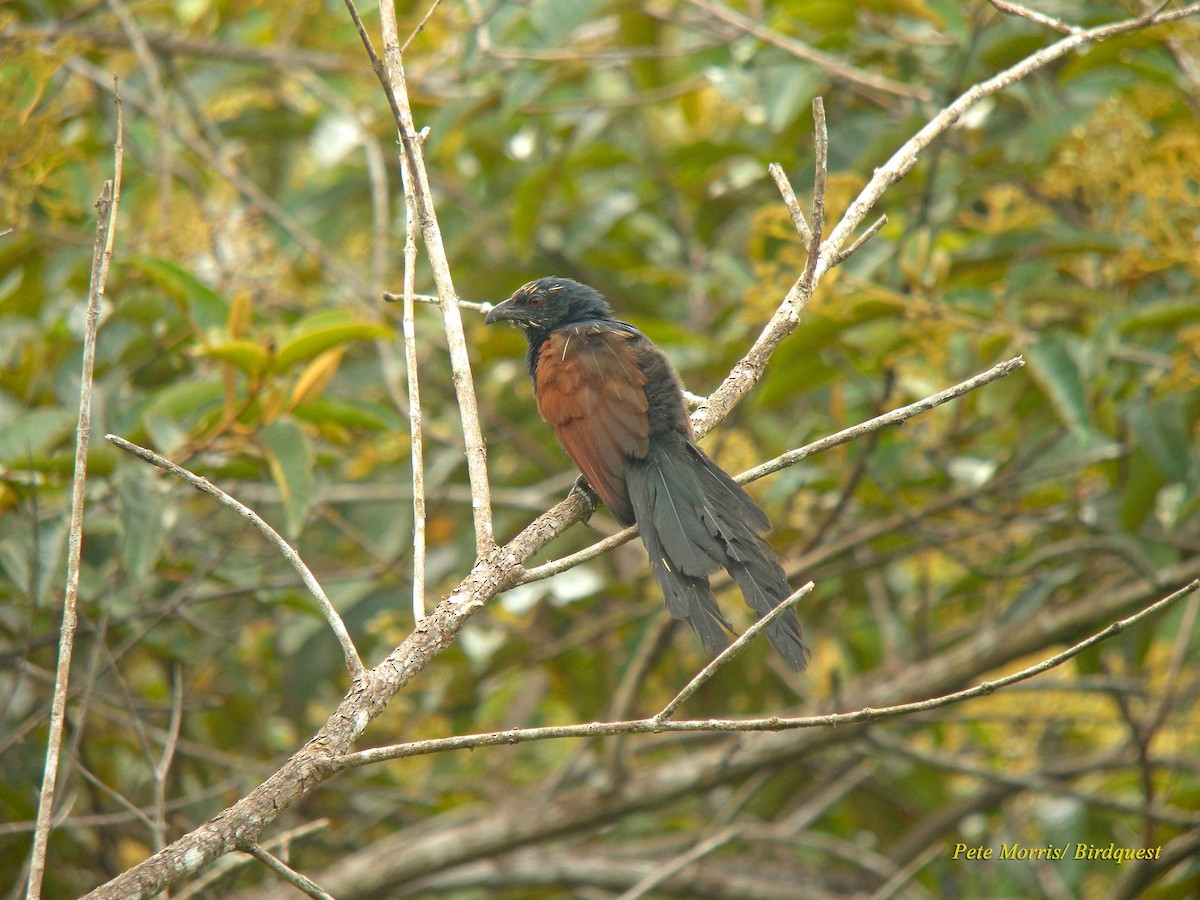 Malagasy Coucal - ML205893901