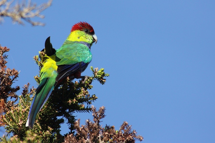 Red-capped Parrot - ML205894141