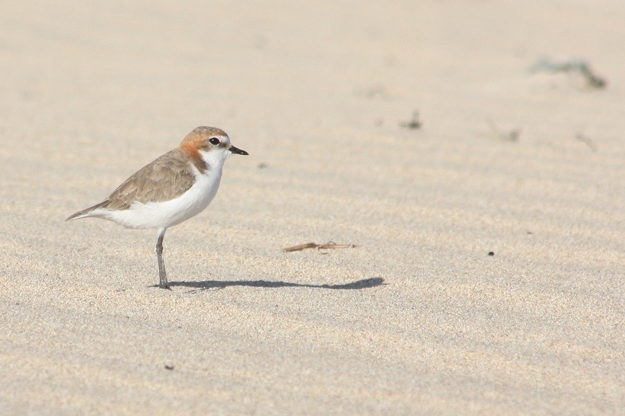 Red-capped Plover - ML205894211
