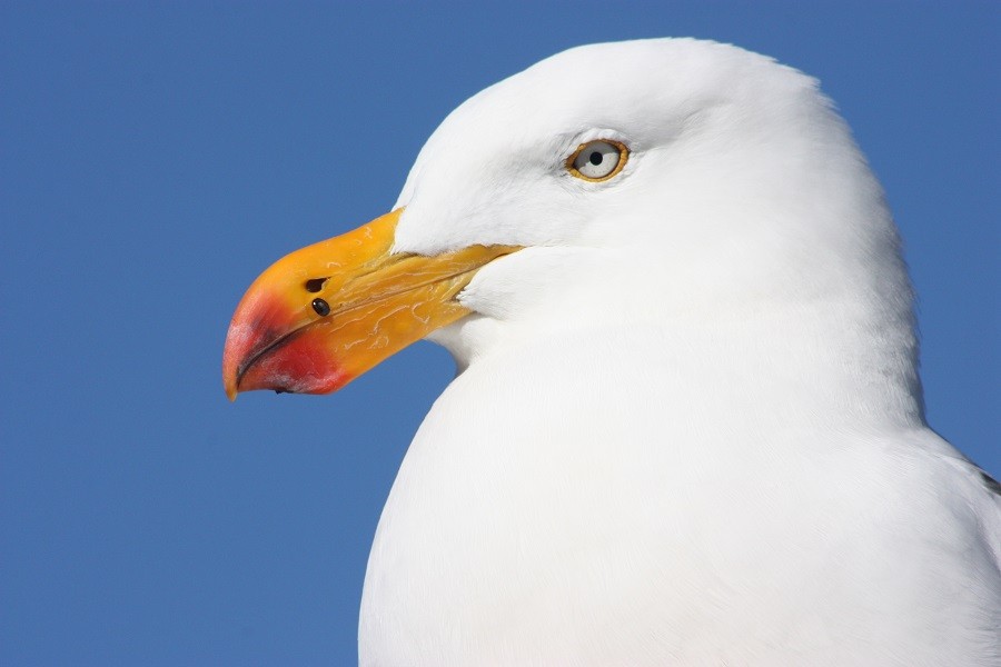 Pacific Gull - Rémi Bigonneau