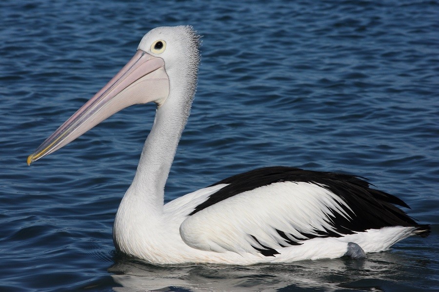 Australian Pelican - Rémi Bigonneau