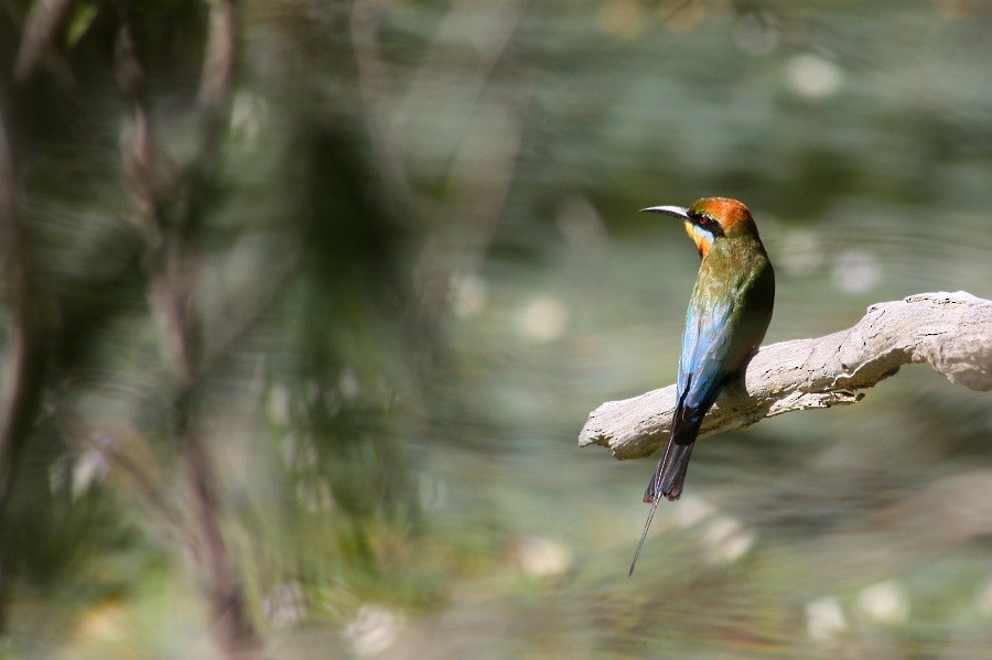 Rainbow Bee-eater - Rémi Bigonneau