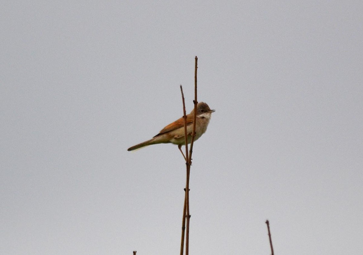 Greater Whitethroat - A Emmerson