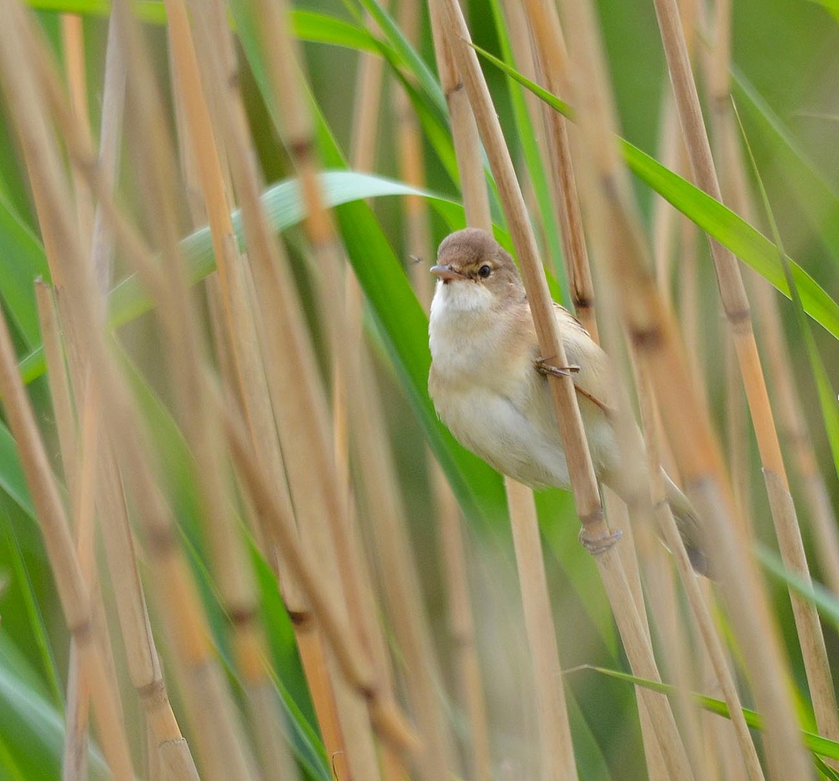 Common Reed Warbler (Common) - ML205894931