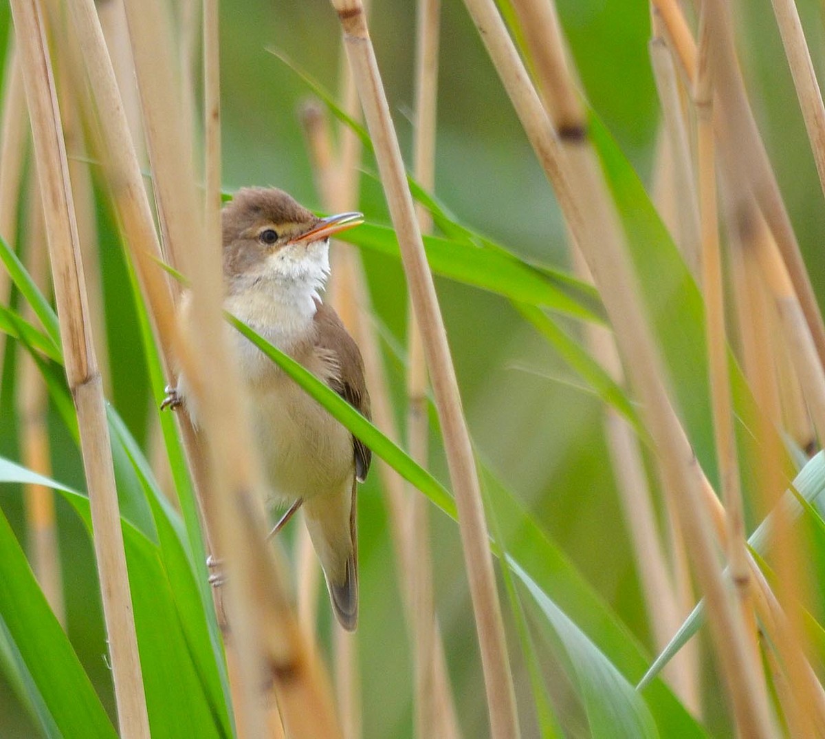 Common Reed Warbler (Common) - ML205894941