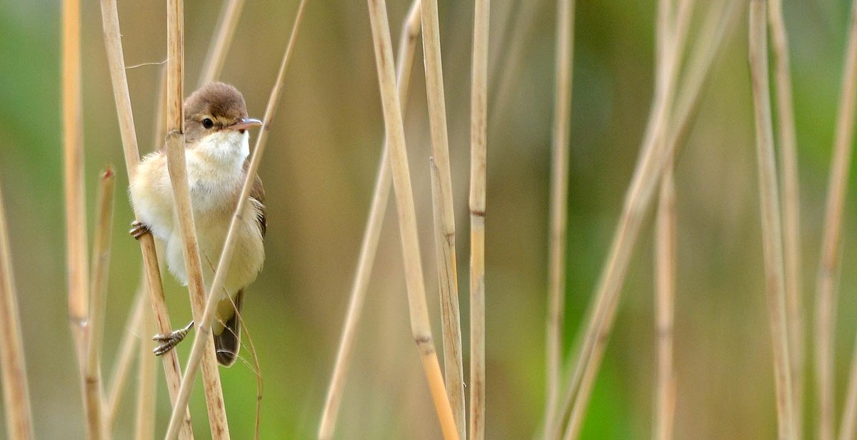 Common Reed Warbler (Common) - ML205894951