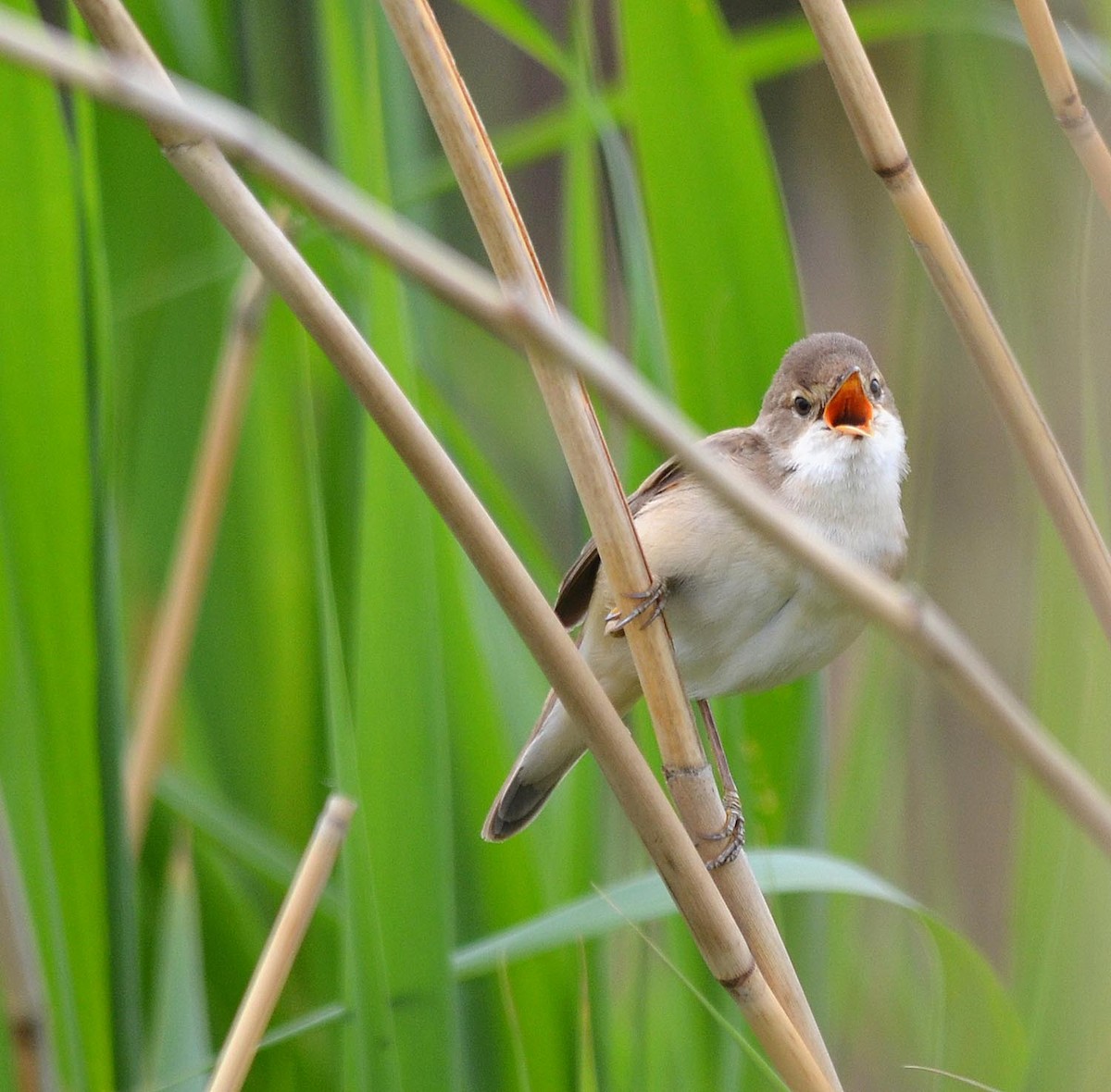 Common Reed Warbler (Common) - ML205894961