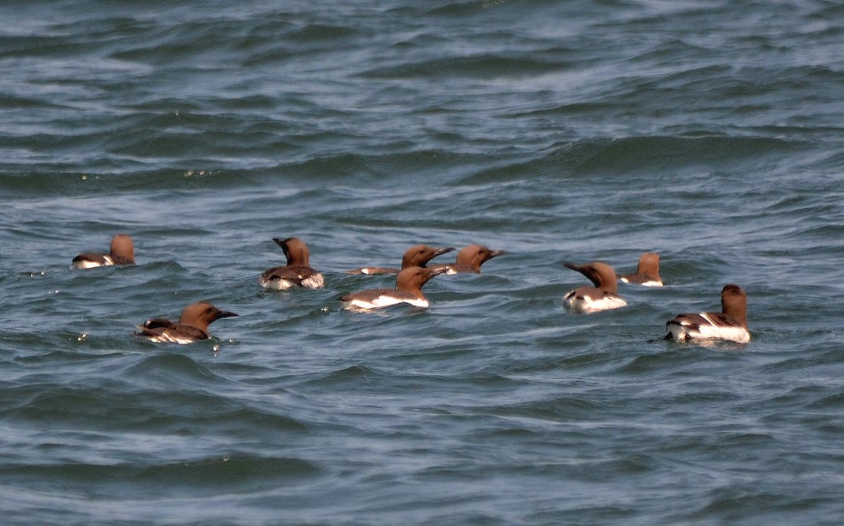Common Murre - A Emmerson
