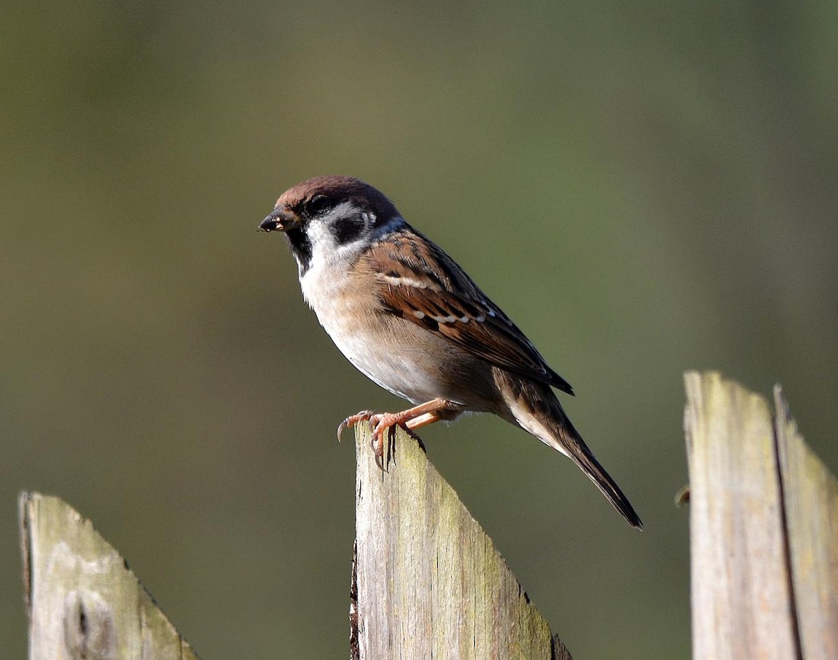 Eurasian Tree Sparrow - A Emmerson