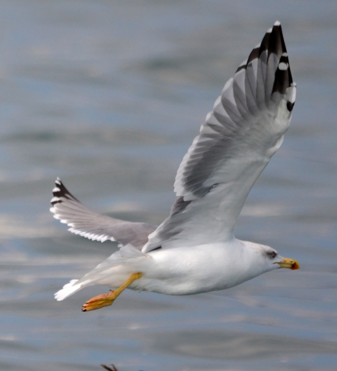 Yellow-legged Gull (michahellis) - A Emmerson