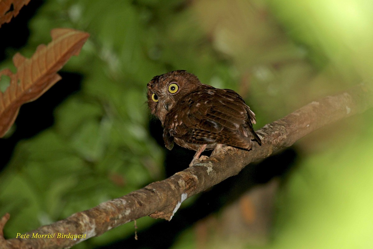 Madagascar Scops-Owl (Rainforest) - Pete Morris