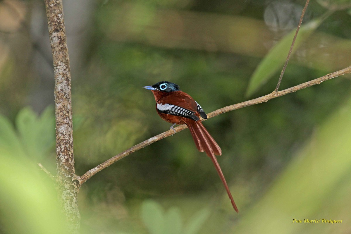 Malagasy Paradise-Flycatcher (Malagasy) - Pete Morris
