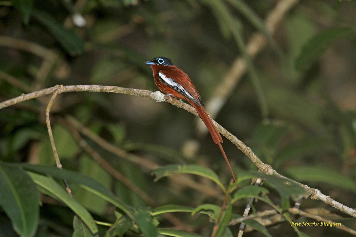 Malagasy Paradise-Flycatcher (Malagasy) - ML205896351