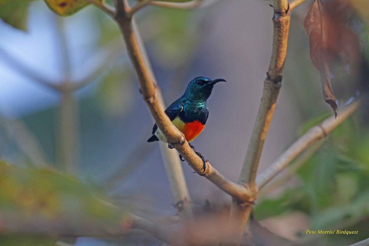 Mayotte Sunbird - Pete Morris
