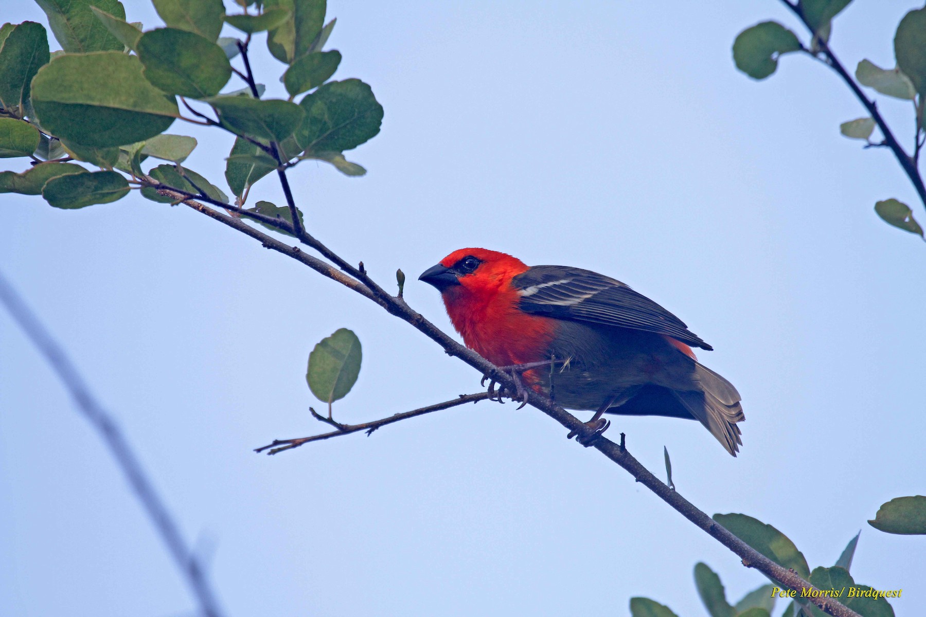 red-headed fody (Southern Comoros) - eBird