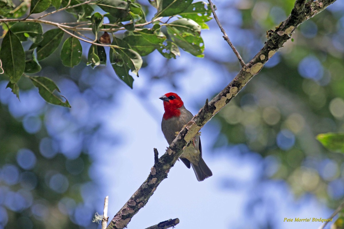 Red-headed Fody (Southern Comoros) - Pete Morris