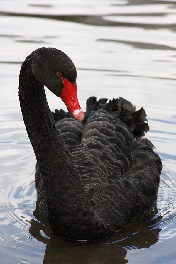 Black Swan - Rémi Bigonneau