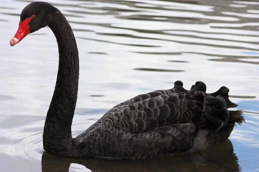 Black Swan - Rémi Bigonneau