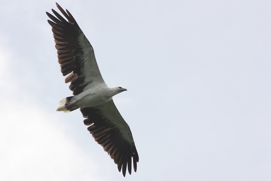 White-bellied Sea-Eagle - Rémi Bigonneau