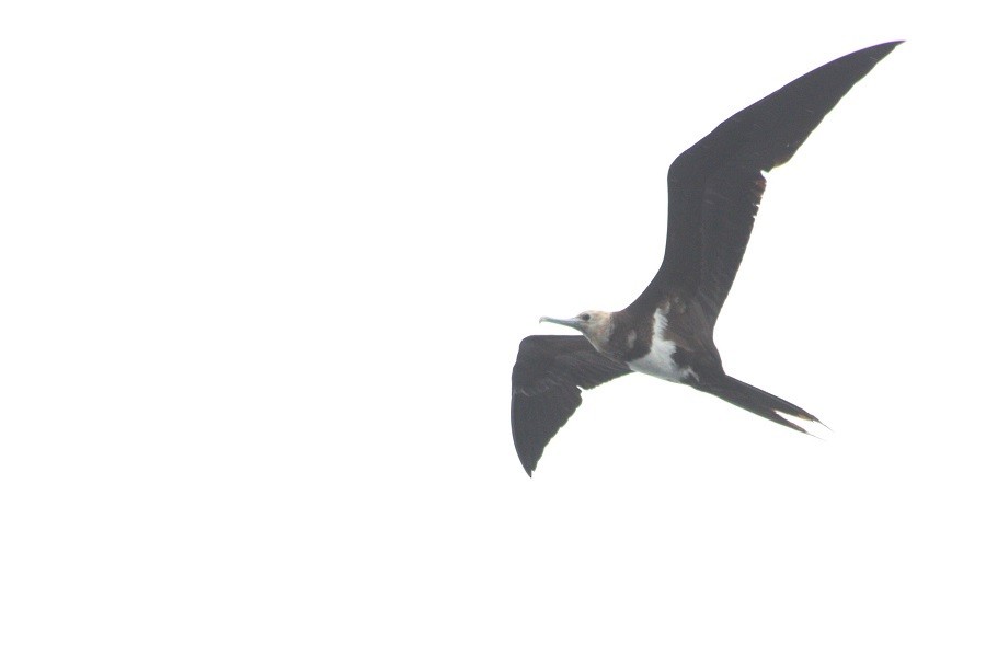 Lesser Frigatebird - Rémi Bigonneau