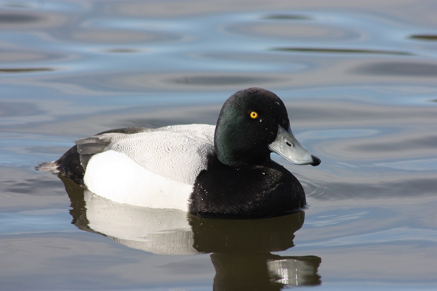 Greater Scaup - ML205897041
