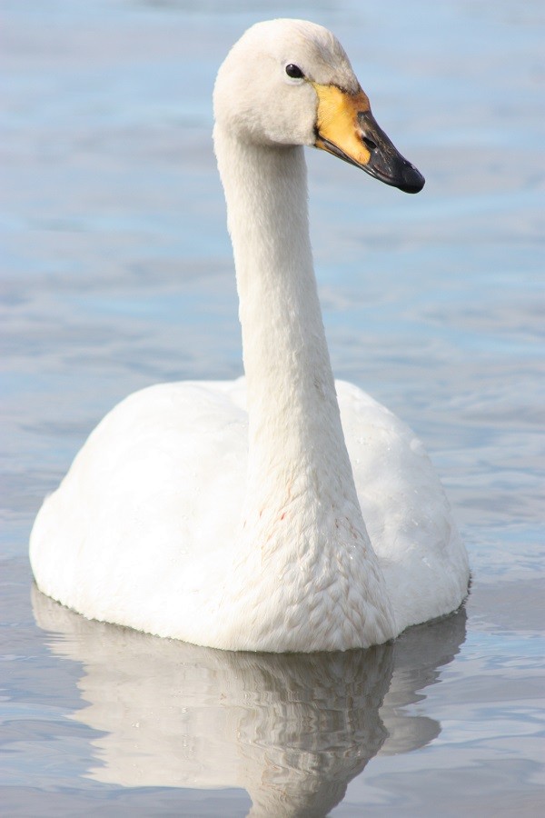 Whooper Swan - Rémi Bigonneau