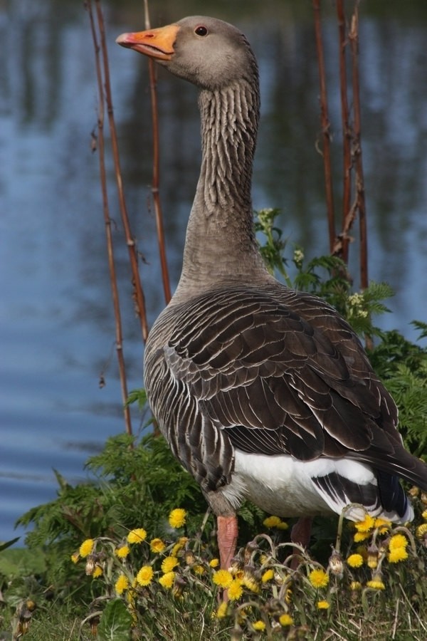 Graylag Goose (European) - Rémi Bigonneau