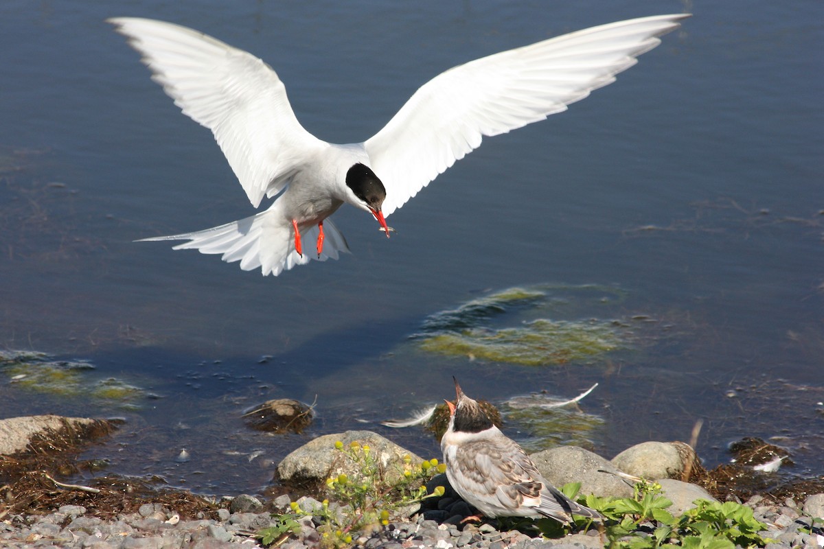 Arctic Tern - Rémi Bigonneau