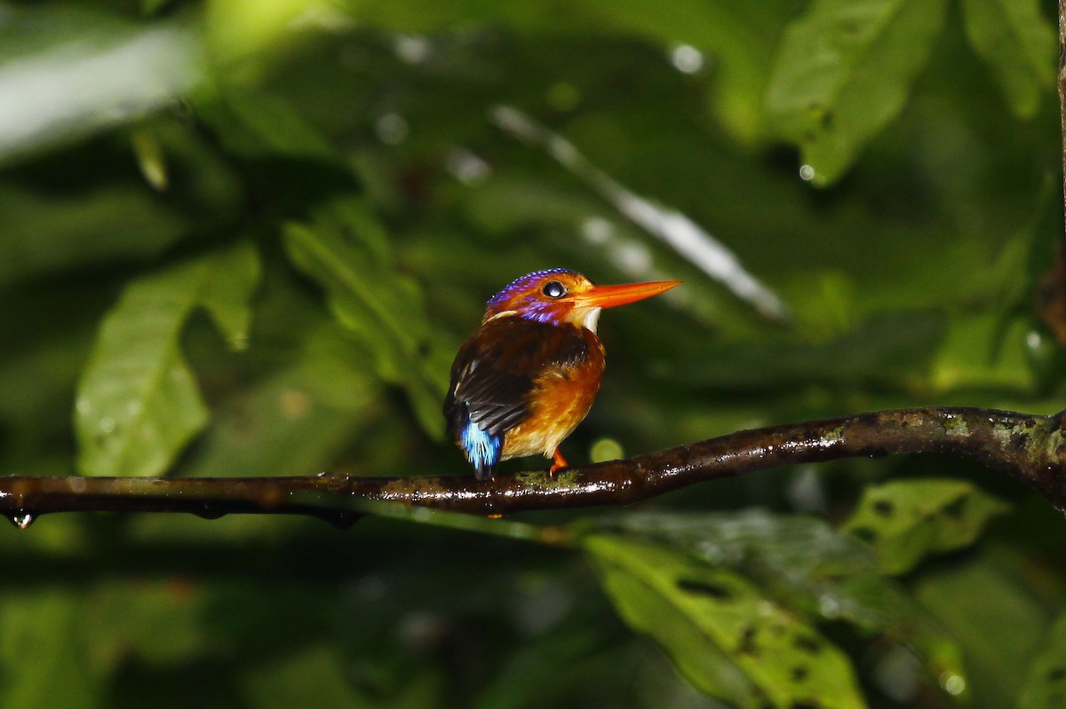 Sulawesi Dwarf-Kingfisher - Jérôme Micheletta