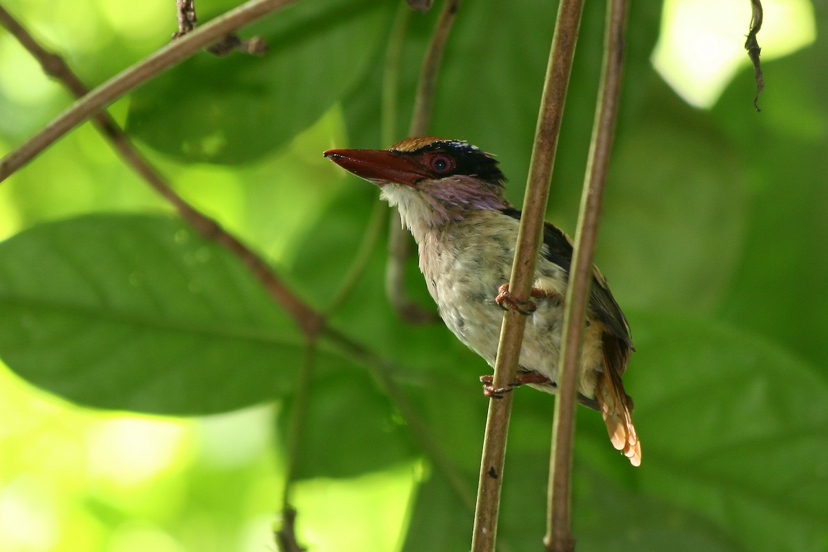 Sulawesi Lilac Kingfisher - ML205898741