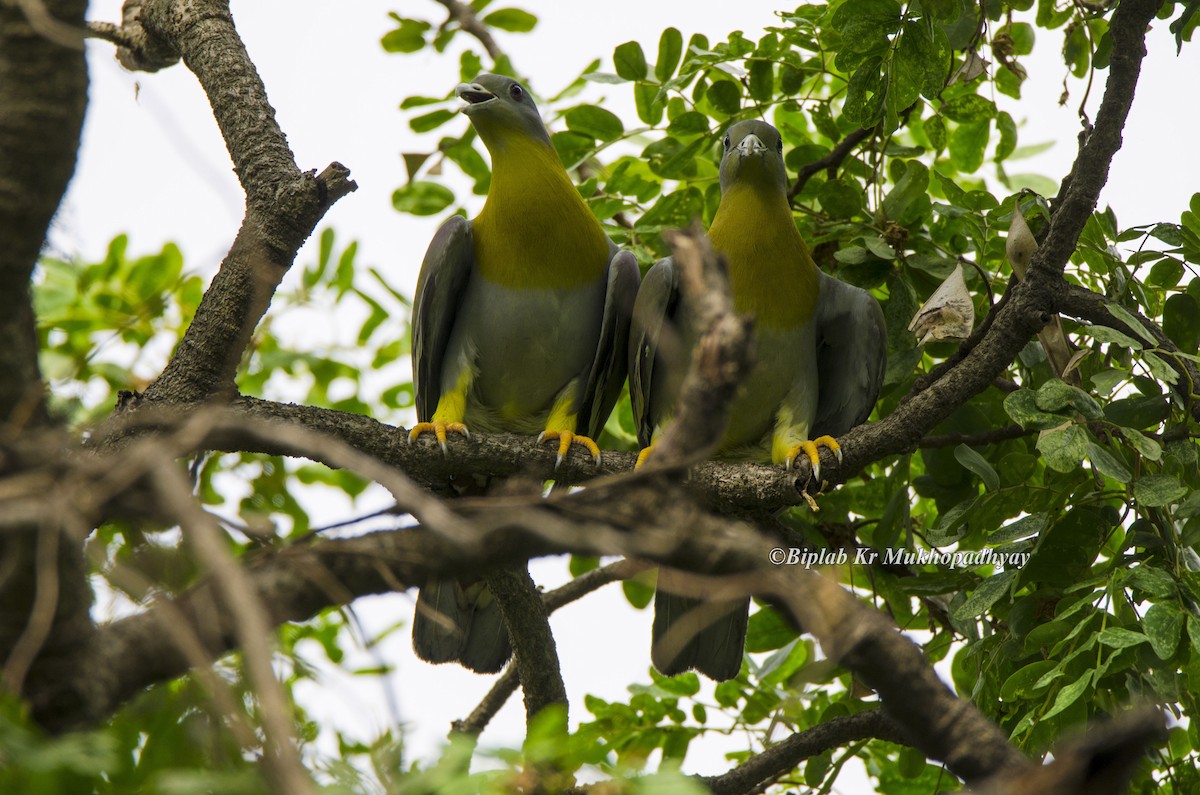Yellow-footed Green-Pigeon - Biplab kumar Mukhopadhyay