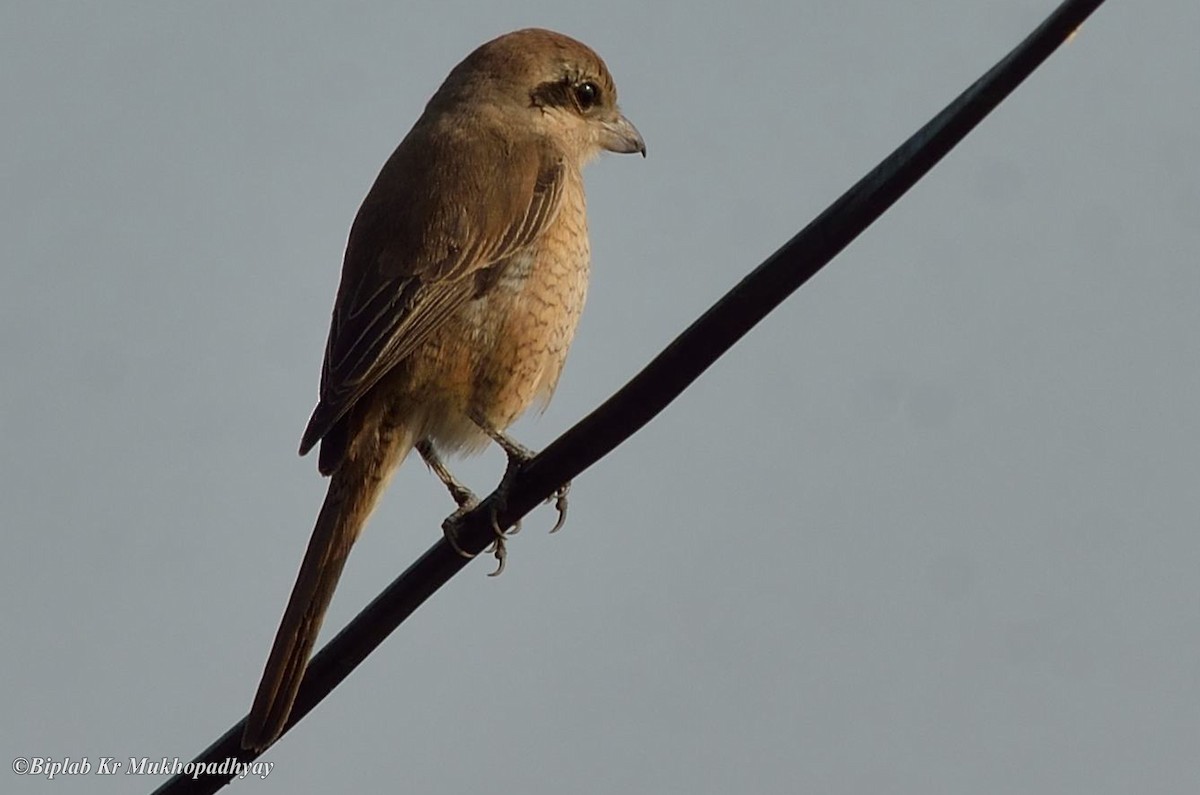 Brown Shrike - Biplab kumar Mukhopadhyay