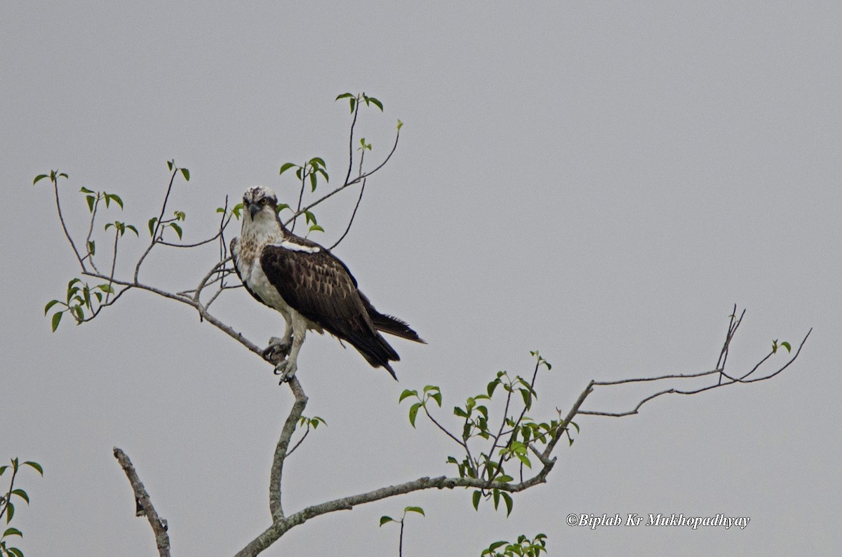 Osprey (haliaetus) - Biplab kumar Mukhopadhyay