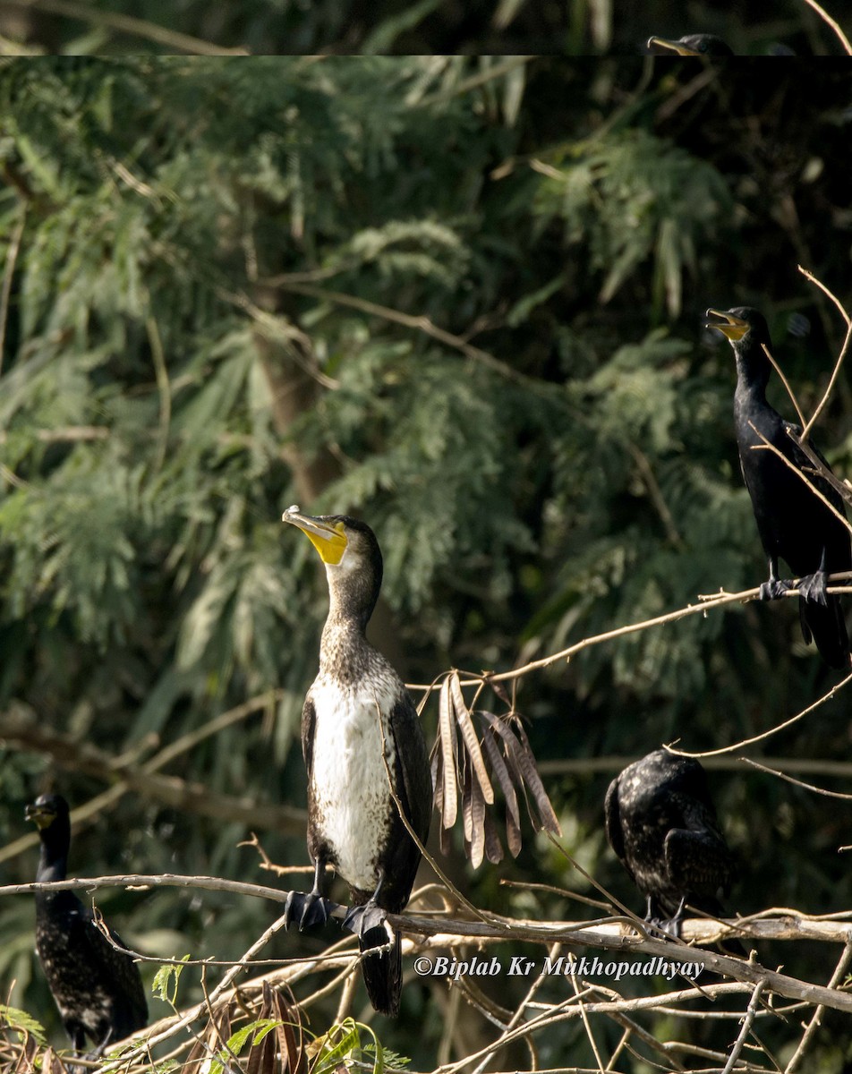 Great Cormorant - Biplab kumar Mukhopadhyay