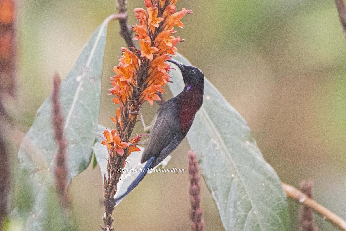 Black-throated Sunbird - Biplab kumar Mukhopadhyay