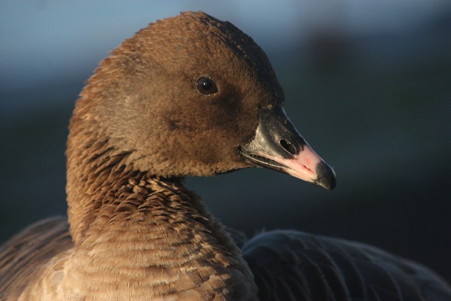 Pink-footed Goose - ML205899351