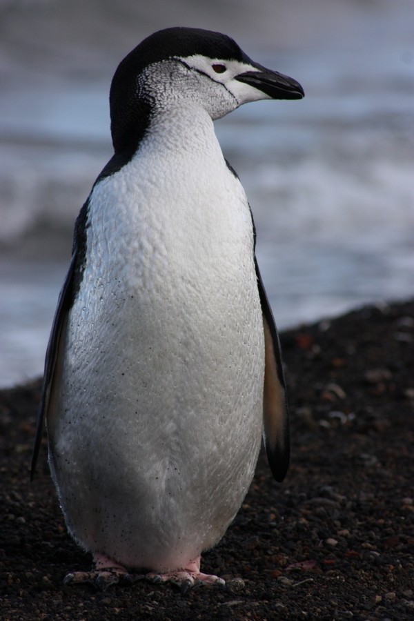 Chinstrap Penguin - Rémi Bigonneau