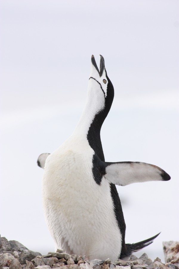 Антарктический пингвин - ML205899701