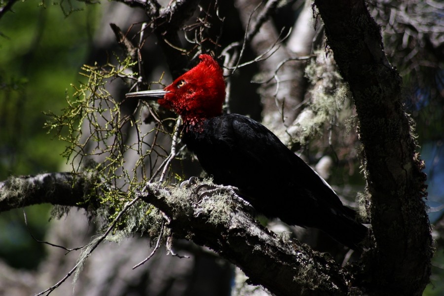 Magellanic Woodpecker - Rémi Bigonneau