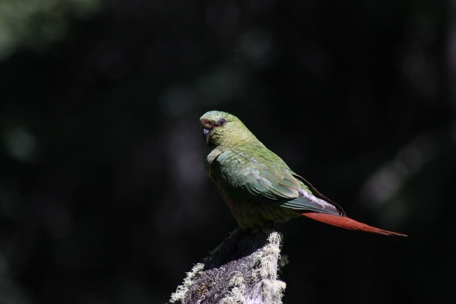 Папуга-червонохвіст короткодзьобий - ML205899761