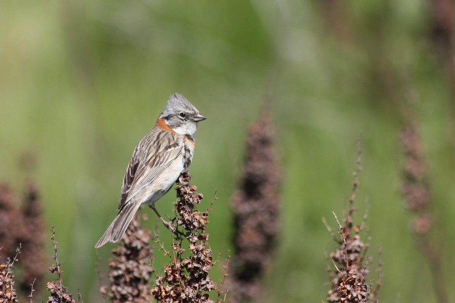 Rufous-collared Sparrow - Rémi Bigonneau