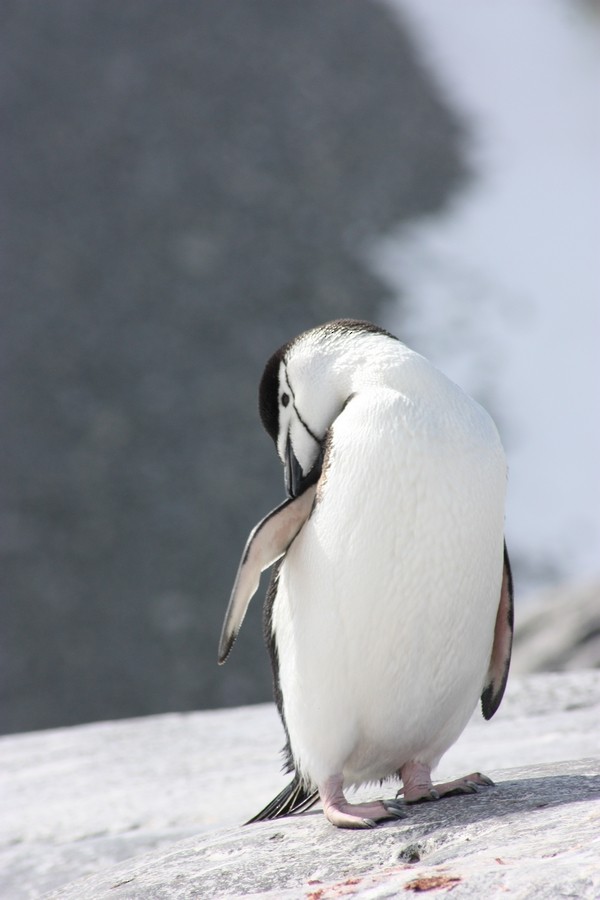 Пінгвін антарктичний - ML205899821